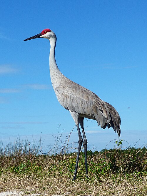 Sandhill crane